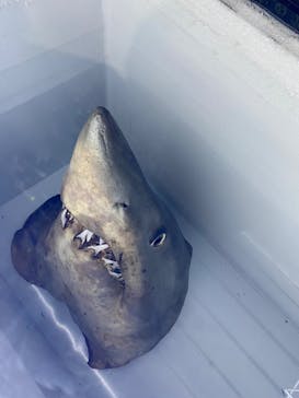 下田海中水族館に投稿された画像（2025/12/27）