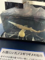 下田海中水族館に投稿された画像（2025/12/27）