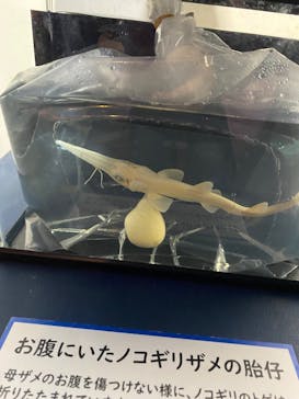 下田海中水族館に投稿された画像（2025/12/27）