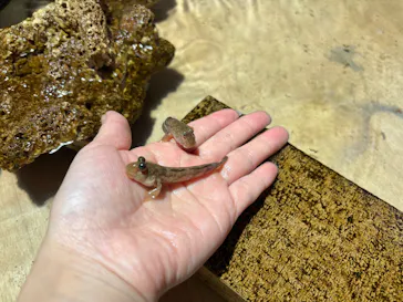 ゼロ距離水族館 伊勢シーパラダイスに投稿された画像（2025/12/27）