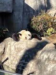 恩賜上野動物園に投稿された画像（2025/12/27）