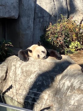 恩賜上野動物園に投稿された画像（2025/12/27）