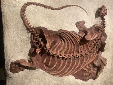 特別展「大絶滅展―生命史のビッグファイブ」に投稿された画像（2025/12/27）