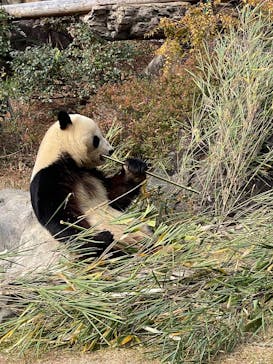 恩賜上野動物園に投稿された画像（2025/12/27）