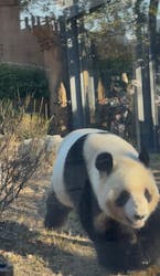 恩賜上野動物園に投稿された画像（2025/12/27）