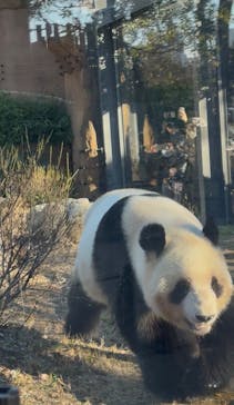 恩賜上野動物園に投稿された画像（2025/12/27）