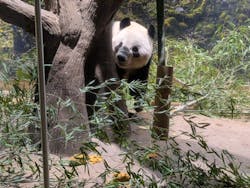 恩賜上野動物園に投稿された画像（2025/12/27）