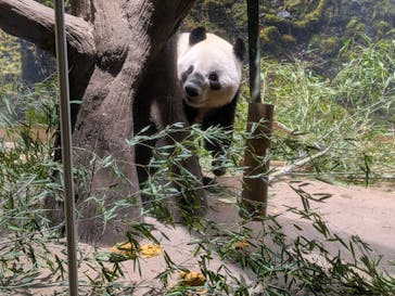 恩賜上野動物園に投稿された画像（2025/12/27）
