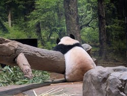 恩賜上野動物園に投稿された画像（2025/12/27）