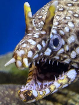 あわしまマリンパークに投稿された画像（2025/12/27）