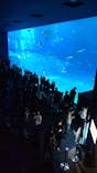 沖縄美ら海水族館に投稿された画像（2025/12/27）