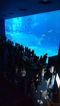 沖縄美ら海水族館に投稿された画像（2025/12/27）