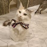 猫カフェPuchiMarry　イオンモールつくば店に投稿された画像（2025/12/27）