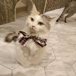 猫カフェPuchiMarry　イオンモールつくば店に投稿された画像（2025/12/27）