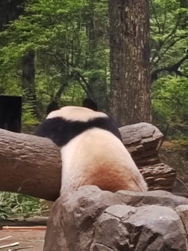 恩賜上野動物園に投稿された画像（2025/12/27）