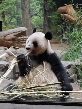 恩賜上野動物園に投稿された画像（2025/12/27）