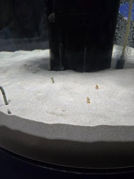 シン・マリホ水族館に投稿された画像（2025/12/27）