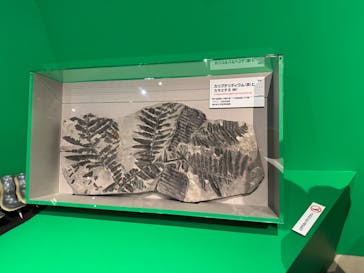 特別展「大絶滅展―生命史のビッグファイブ」に投稿された画像（2025/12/27）