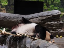 恩賜上野動物園に投稿された画像（2025/12/27）