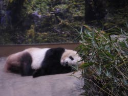 恩賜上野動物園に投稿された画像（2025/12/27）