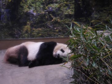 恩賜上野動物園に投稿された画像（2025/12/27）