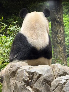 恩賜上野動物園に投稿された画像（2025/12/27）