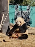 恩賜上野動物園に投稿された画像（2025/12/27）