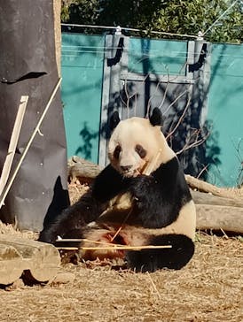 恩賜上野動物園に投稿された画像（2025/12/27）