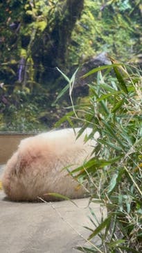 恩賜上野動物園に投稿された画像（2025/12/27）
