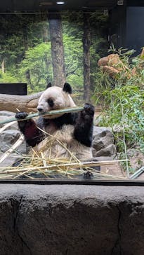 恩賜上野動物園に投稿された画像（2025/12/27）