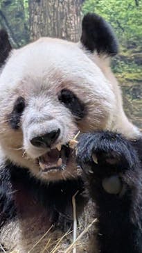 恩賜上野動物園に投稿された画像（2025/12/27）