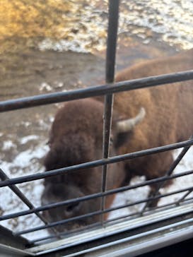 那須サファリパークに投稿された画像（2025/12/27）