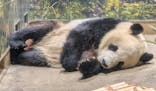 恩賜上野動物園に投稿された画像（2025/12/27）