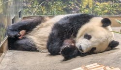 恩賜上野動物園に投稿された画像（2025/12/27）