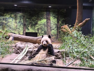 恩賜上野動物園に投稿された画像（2025/12/27）