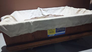 吠える！動く！恐竜ミュージアムに投稿された画像（2025/12/27）