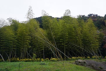 仙巌園に投稿された画像（2025/12/27）