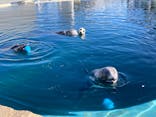 大分マリーンパレス水族館 「うみたまご」に投稿された画像（2025/12/27）