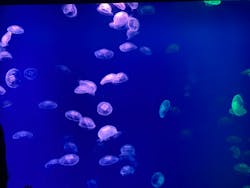 大分マリーンパレス水族館 「うみたまご」に投稿された画像（2025/12/27）