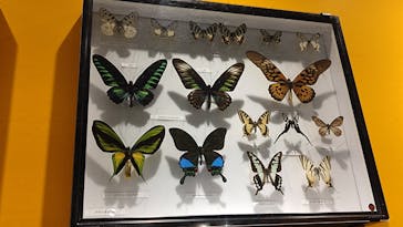 特別展「昆虫MANIAC」（名古屋会場）に投稿された画像（2025/12/27）