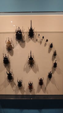 特別展「昆虫MANIAC」（名古屋会場）に投稿された画像（2025/12/27）