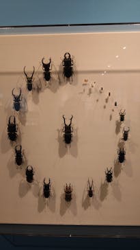 特別展「昆虫MANIAC」（名古屋会場）に投稿された画像（2025/12/27）