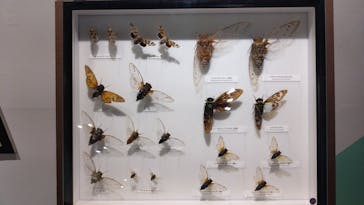 特別展「昆虫MANIAC」（名古屋会場）に投稿された画像（2025/12/27）