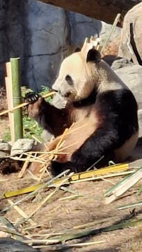 恩賜上野動物園に投稿された画像（2025/12/27）