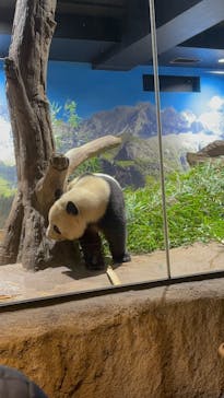 恩賜上野動物園に投稿された画像（2025/12/27）