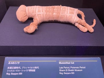 ACN ラムセス大王展 ファラオたちの黄金に投稿された画像（2025/12/27）