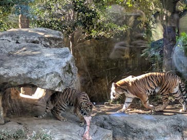 恩賜上野動物園に投稿された画像（2025/12/27）