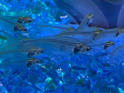 西武園ゆうえんちに投稿された画像（2025/12/27）