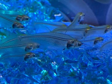 西武園ゆうえんちに投稿された画像（2025/12/27）