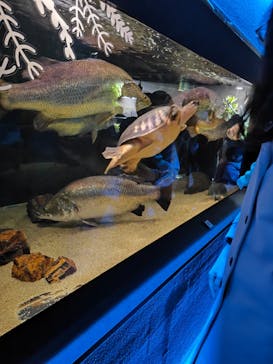 カワスイ 川崎⽔族館に投稿された画像（2025/12/27）